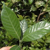 Psychotria gardneri Hook.f.